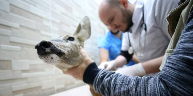 Köylüler yaralı halde buldu! Tüm köy seferber oldu