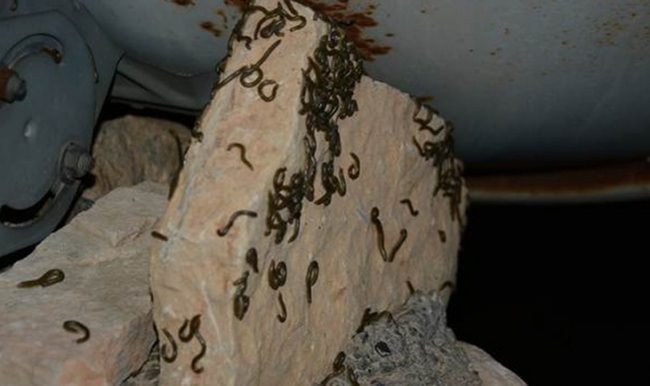 Böcekler bütün köyü istila etti!