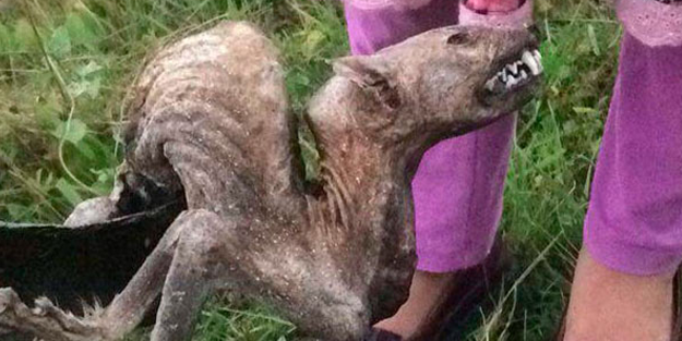 Köylüleri korkutan hayvan ölüsünün türü belli oldu!