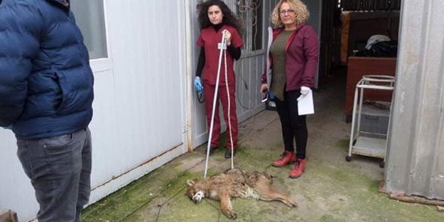 Köylülerin yaralı bulduğu çakal, tedavi altına alındı