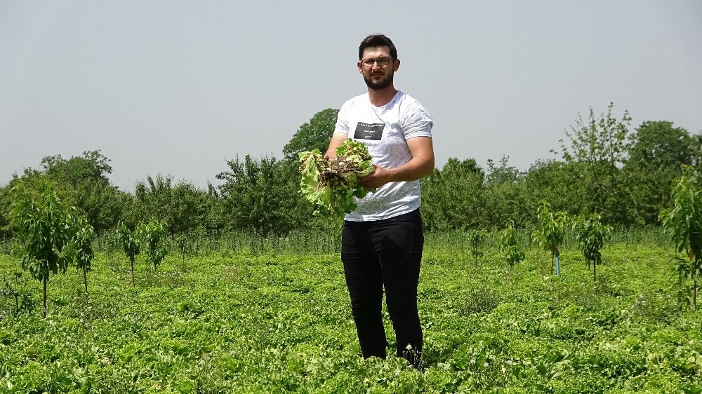 Köylünün marulu tarlada çürüdü 
