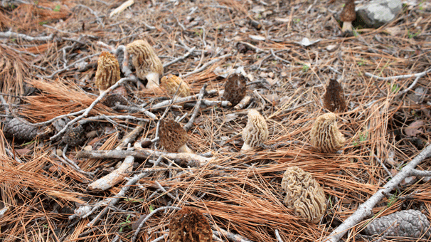 Köylünün sezonluk geçim kaynağı kuzugöbeği
