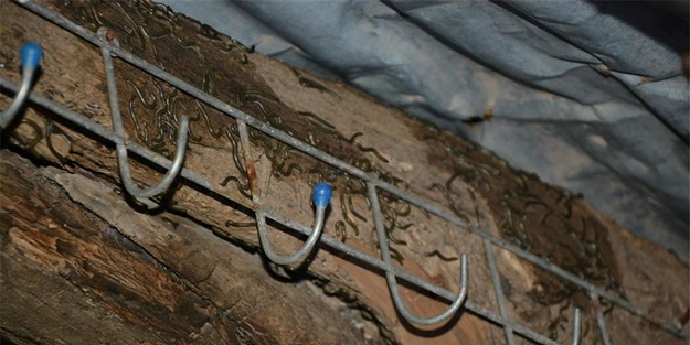 Köyü istila ettiler! - FOTO