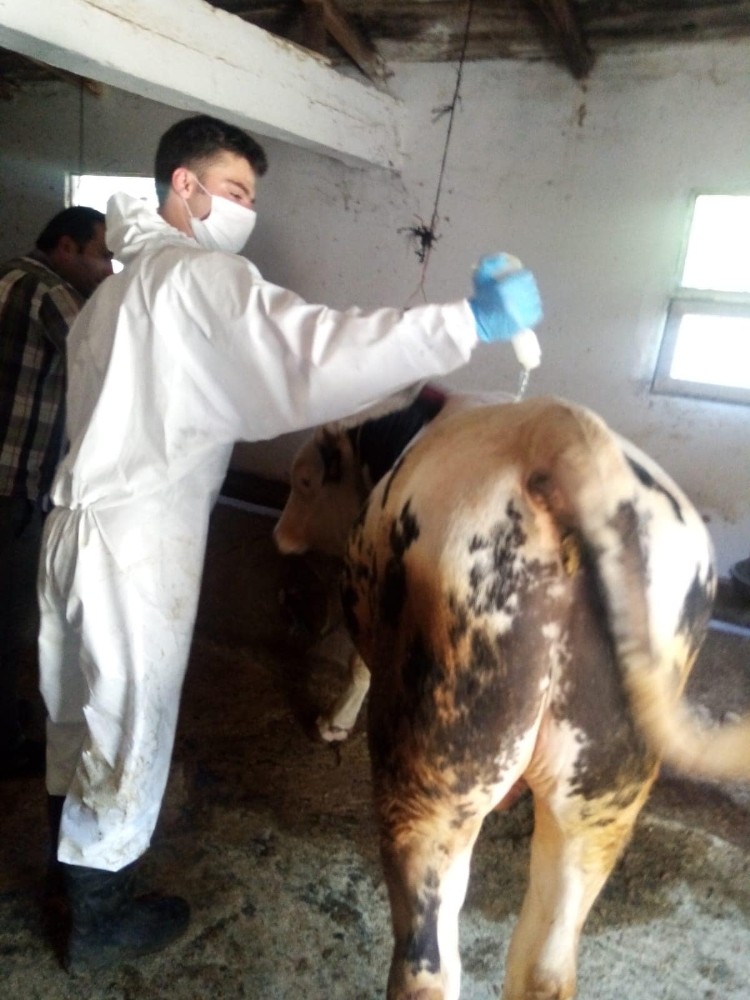 Koyulhisar’da hayvanlar kenelere karşı ilaçlanıyor 