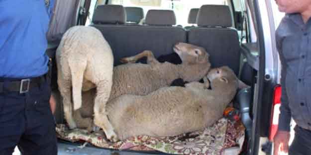 Koyun çalan hırsızlardan pes dedirten savunma