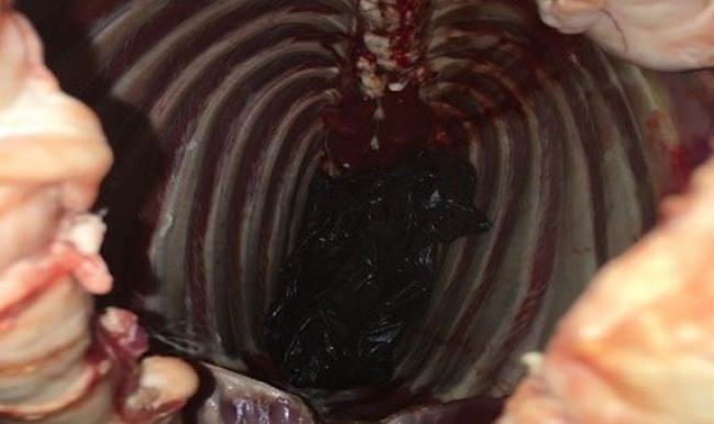 Koyun etinden tabanca çıktı