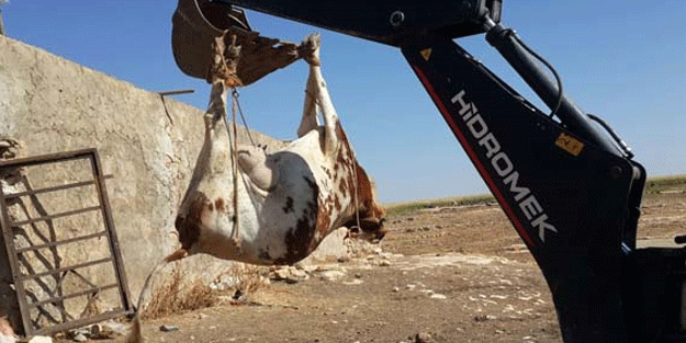 Köyün girişine tabela asıp yasakladılar!