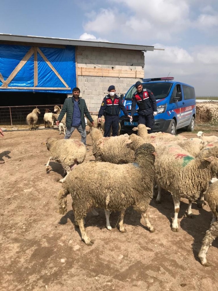Koyun hırsızları JASAT ekiplerince yakalandı 