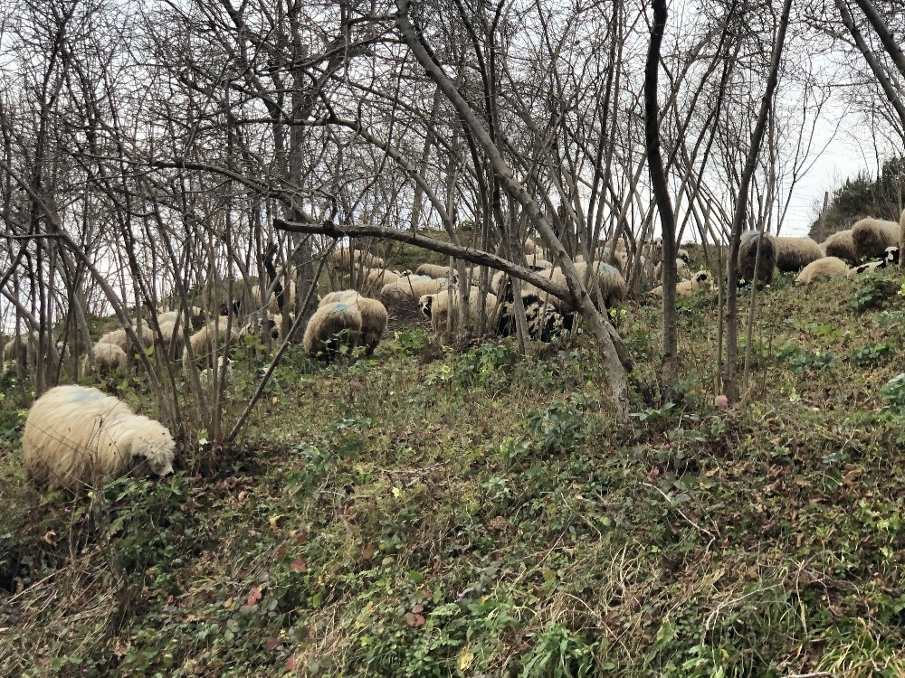Koyun sürüleri yayla yolunda 