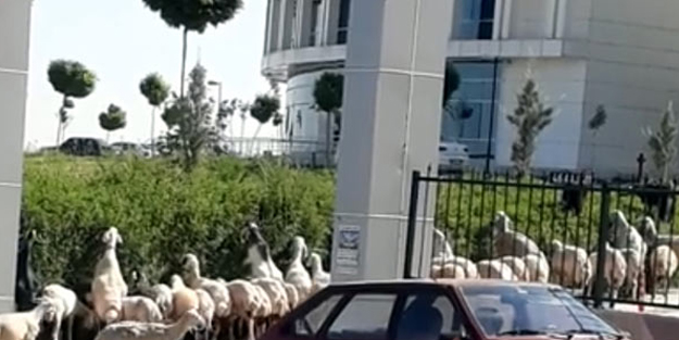 Koyun sürüsü hastaneye daldı!