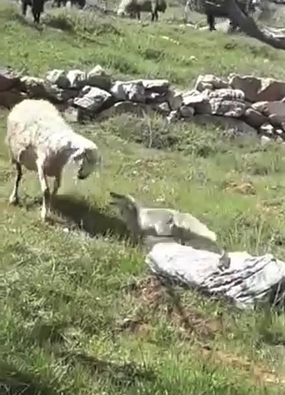 Koyun sürüsüne saldıran tilkiyi çoban köpekleri telef etti 