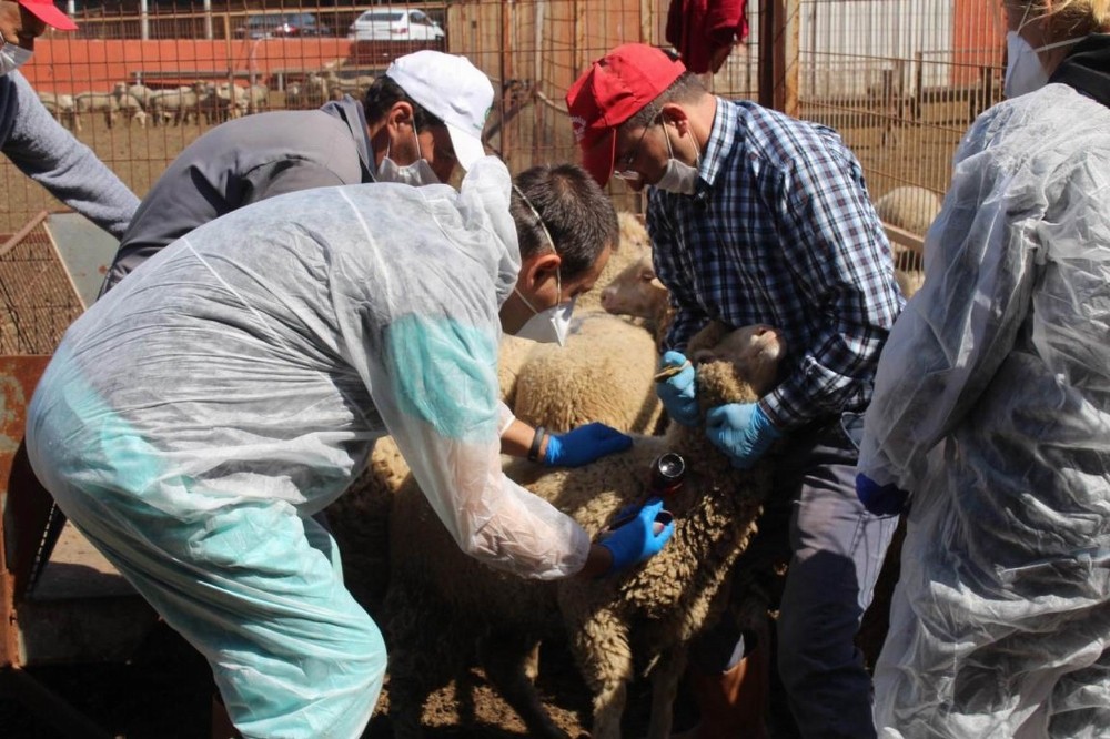 Koyun ve keçilere PPR ve Brucella aşısı yapılmaya başlandı 
