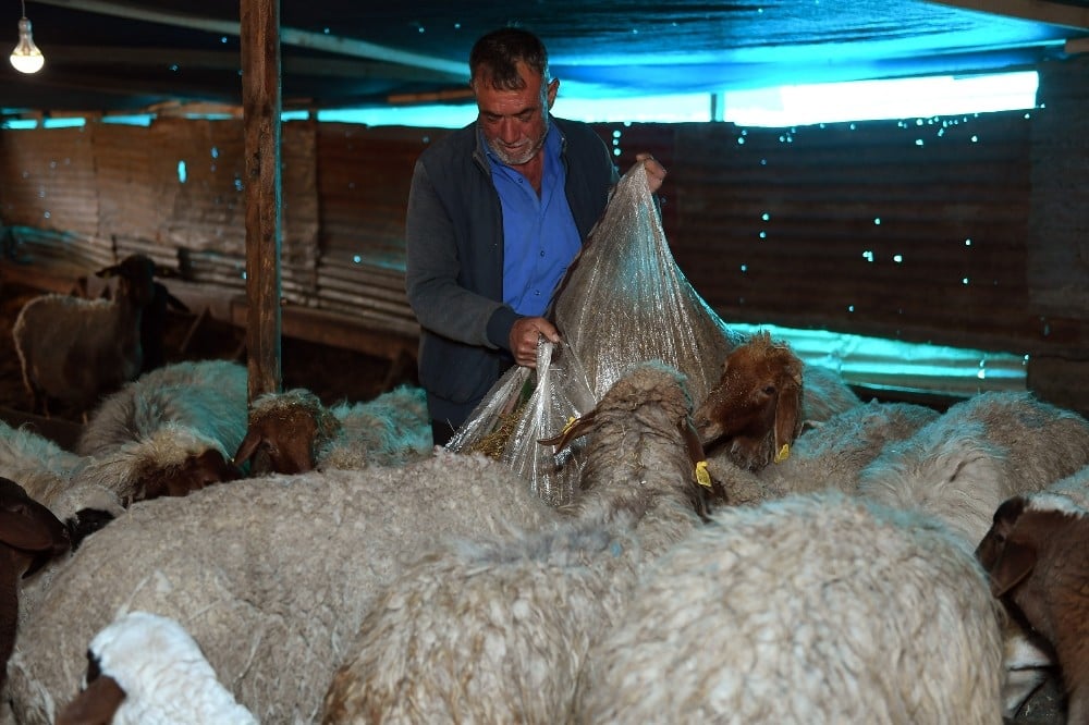 Koyun ve kuzular açlıktan kurtarıldı 