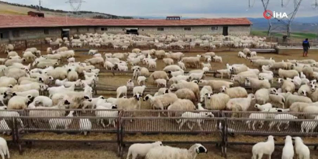 Koyun ve kuzuların buluştuğu anlar izleyenleri mest etti