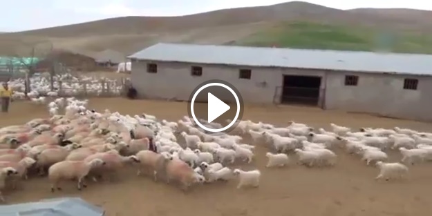 Koyun ve kuzuların duygusal buluşması