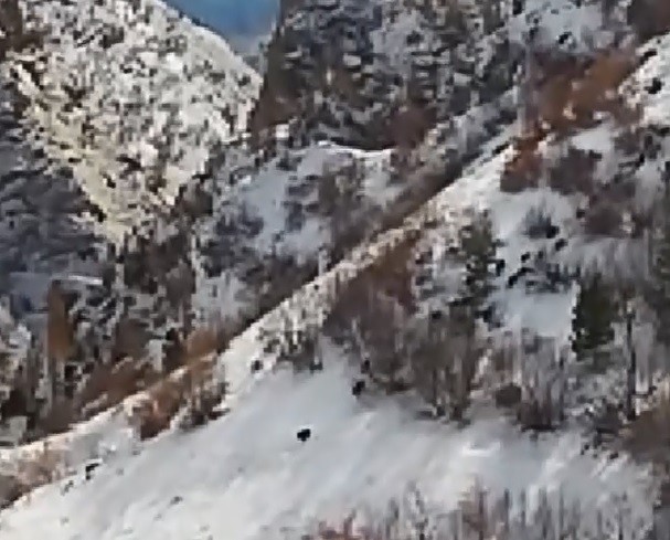 Köyün yakınlarında yiyecek arayan domuz sürüsü görüntülendi 