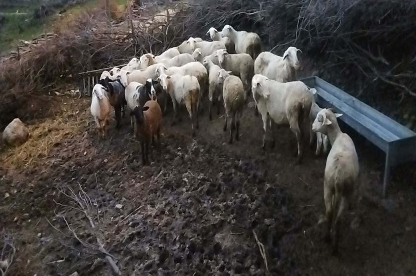 Koyuna eziyet eden kişi hakkında soruşturma başlatıldı