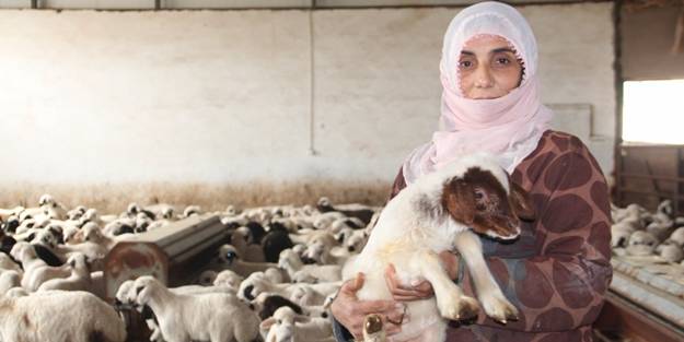 Köyüne dönüp devlet desteği aldı, koyun sayısını 5 katına çıkardı