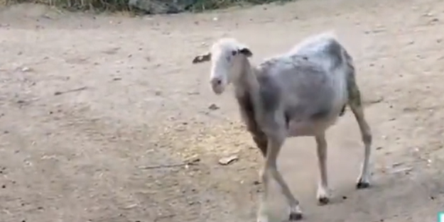 Koyunlar 300 kilogram kenevir yedi... Kafayı buldular