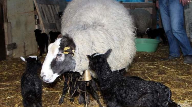 Bu koyunlar beşer beşer doğuruyor!