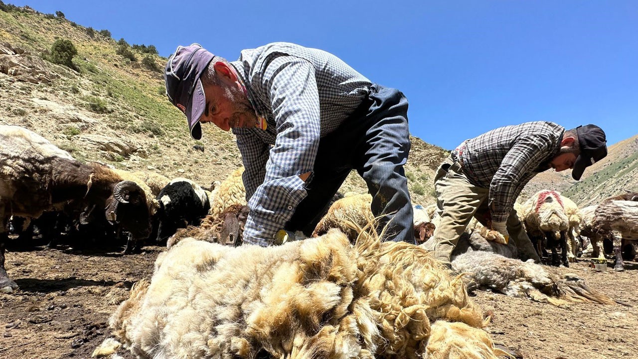 Koyunlar bu yöntemle serinliğe kavuşuyor!