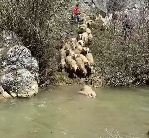 Koyunlar hastalıklara karşı derede yıkanıyor 