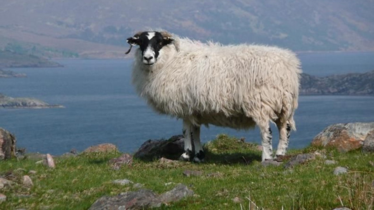Koyunlar ilk olarak bu tarihte evcilleştirilmiş!