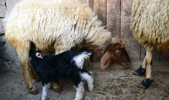Koyunlar oğlaklara annelik yapıyor