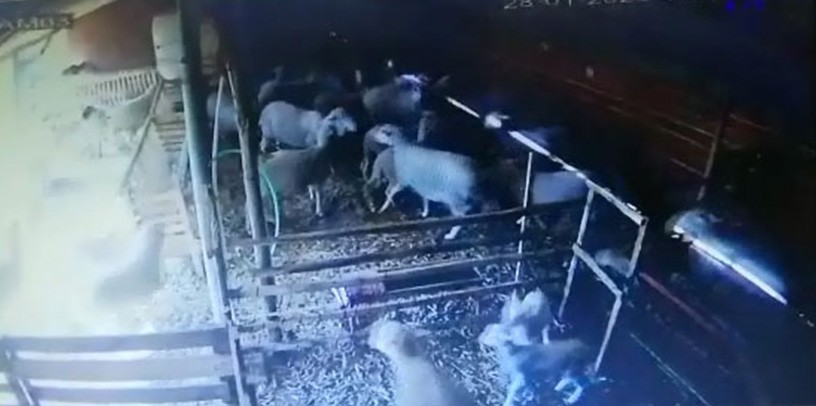Koyunların depreme tepkisi güvenlik kamerasında 