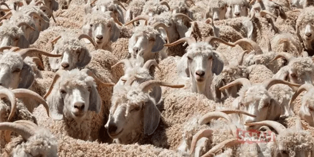 Koyunların içindeki kurdu fark ettiniz mi? Binlerce kişiden sadece 32 kişi ilk bakışta görüyor