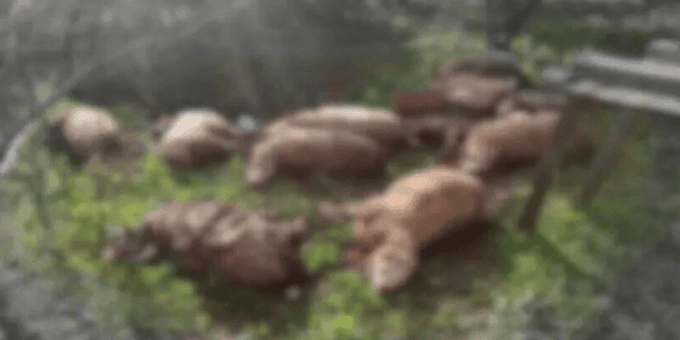 Koyunlarını ölü görünce 2 köpeği tüfekle vurdu!