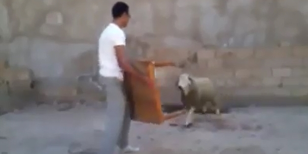 Koyunu kızdıran gencin sonu