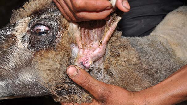 Koyunun kulağında ikinci bir ağız olduğu ortaya çıktı