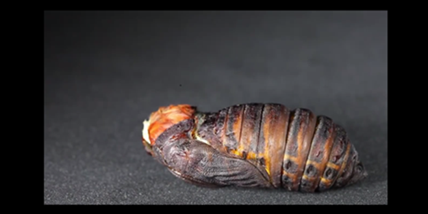 Kozadan çıkış... - VIDEO