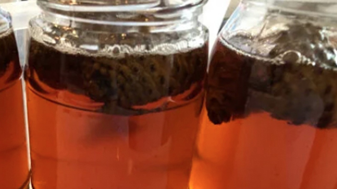 Kozalak şurubu tarifi nasıl yapılır? Çam kozalağını kaynatıp suyunu için!