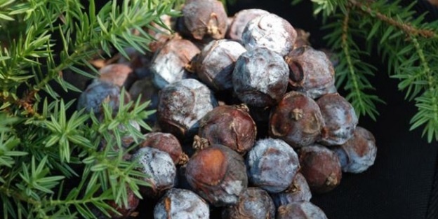 Kozalaktan gelen mucizevi şifa