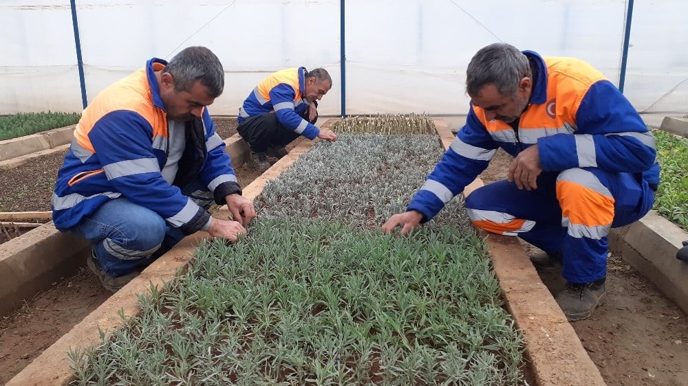 Kozan’da lavanta yetiştiriciliği 