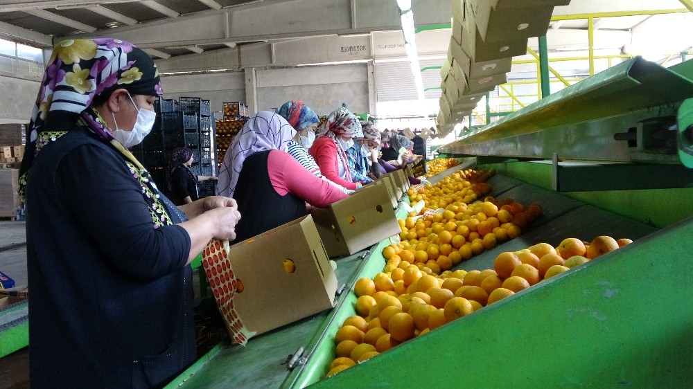 Kozan’dan 3 ülkeye narenciye ihracatı 