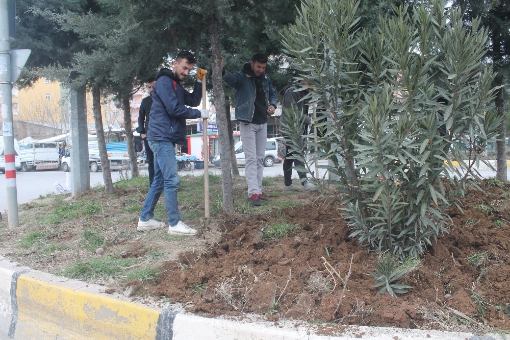 Kozluk’taki refüjlerde bahar çalışmaları başladı 