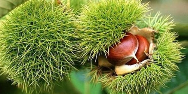 Kozmetik sanayinin gözdesi: At Kestanesi