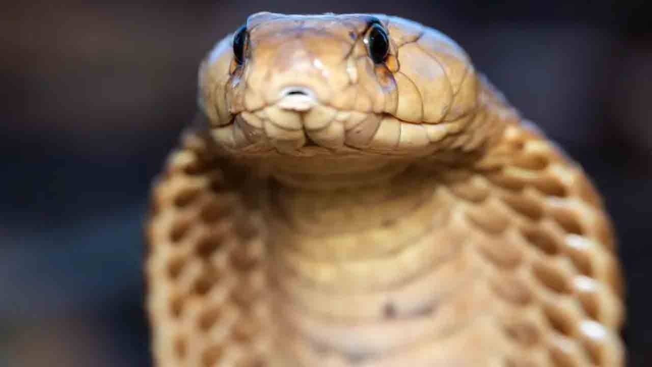 Kral kobralar raylara indi: Tren hatlarında beklenmedik misafir