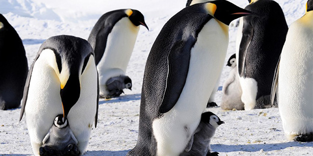 Kral penguenlerinin sayısında büyük düşüş