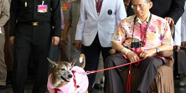 Kral'ın köpeğine hakarete 37 yıl hapis!