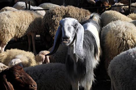 Krediyle kurban kesmek dinen sakıncalı