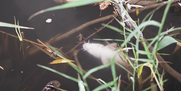 Kritik görüntü! Numune alındı