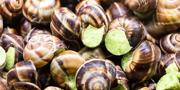 Kronik ağrılara salyangoz zehiri tedavisi geliyor