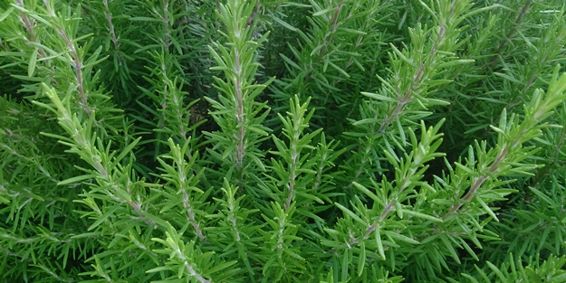 Kronik hastalıklarda çok etkili, kalp sağlığı, kanser, diyabet, demans... Biri biberiye mi dedi?