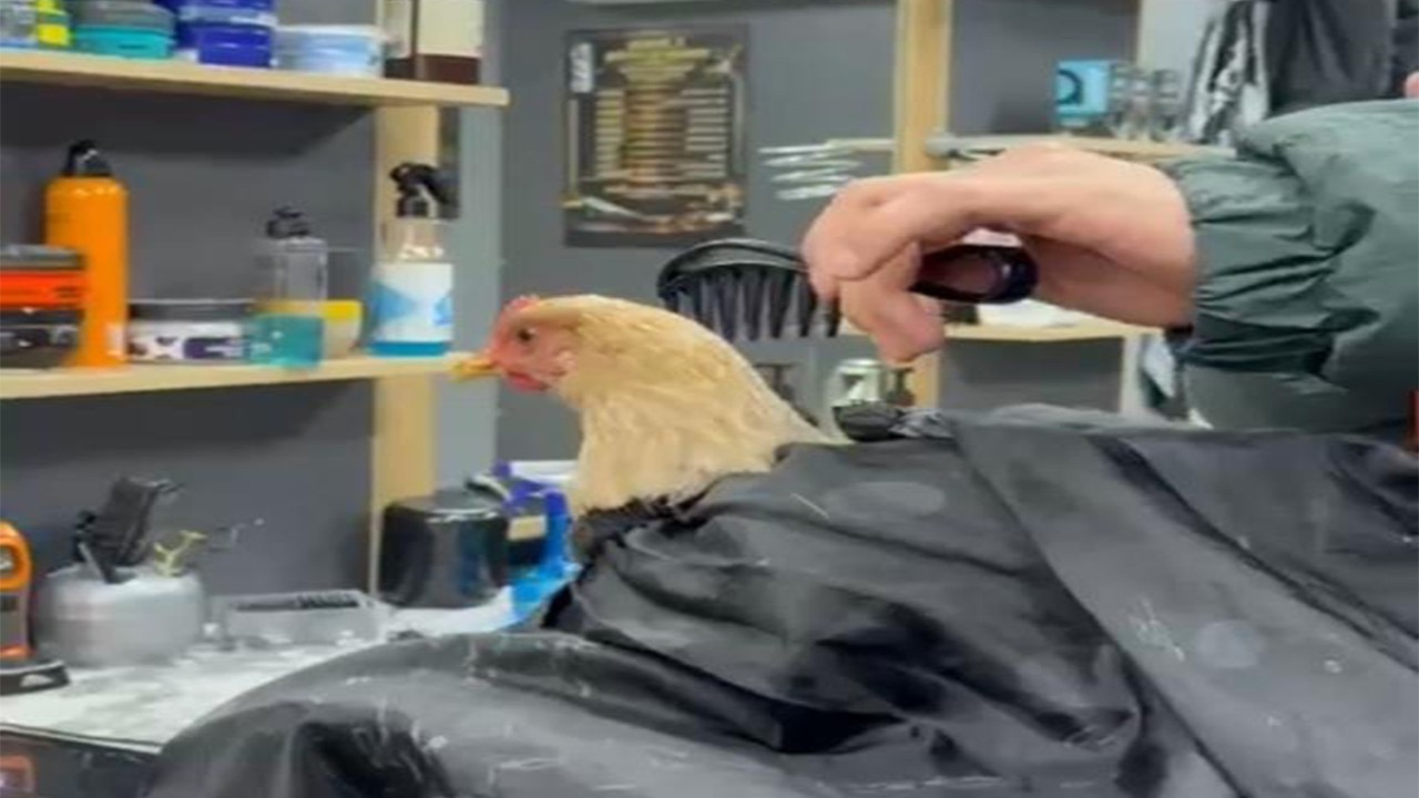 Kuaför ücretleri aldı başını gitti Müşteriyi tavuk olarak görüyorlar