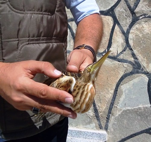 Küçük Balaban tedavi altına alındı 