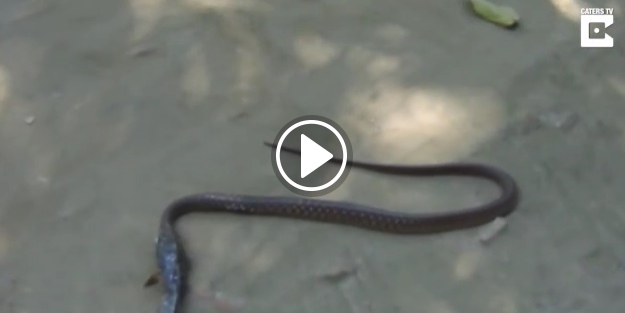 Küçük balık, dev yılanı yedi!